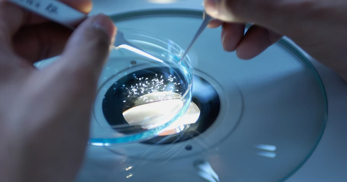 Scientist using forceps in a clinical research laboratory setting