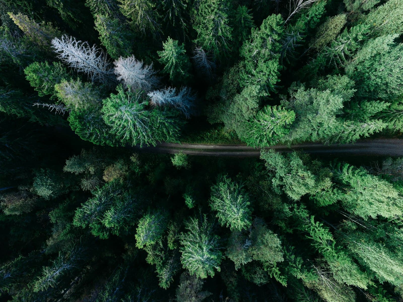 Aerial drone view of a long winding road cutting through a dense pine forest, representing the years-long search for a rare disease diagnosis