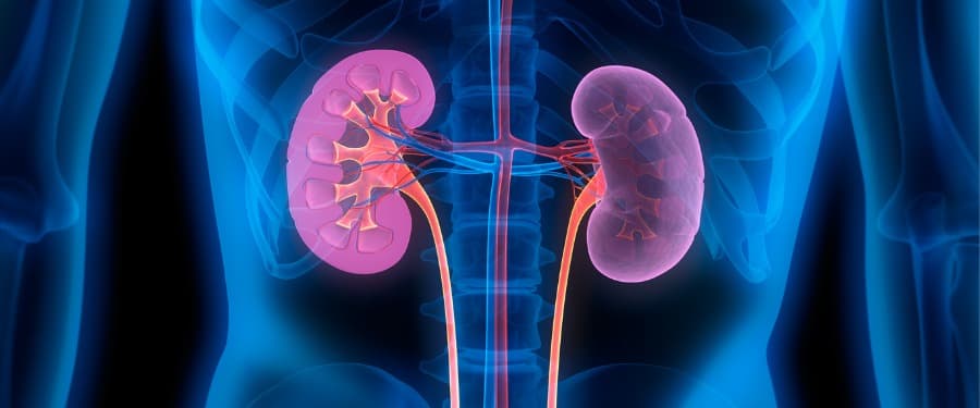 Human kidney anatomy illustration representing IgA nephropathy treatment breakthroughs with Fabhalta and Filspari