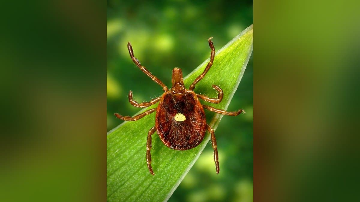 A high-resolution photograph of an adult female lone star tick (Amblyomma americanum) resting on a green leaf, with the distinctive white dot clearly visible in the center of her dark reddish-brown back. This is the tick species responsible for Alpha-Gal Syndrome and several other rare tick-borne diseases in the United States. Image credit: Jim Gathany, Centers for Disease Control and Prevention Public Health Image Library, public domain.