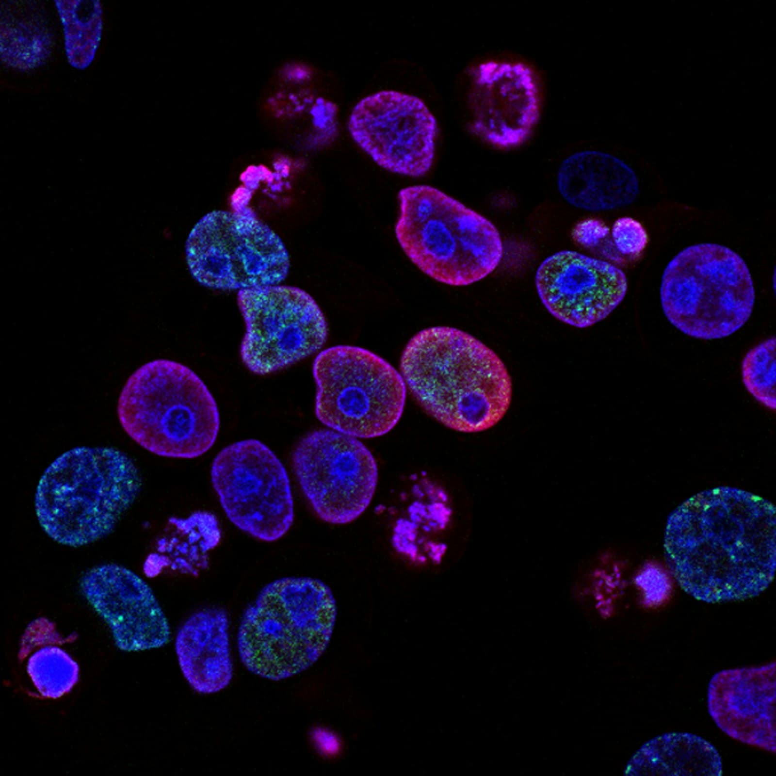 Fluorescence microscope view of cells glowing purple, blue, and green against a black background.