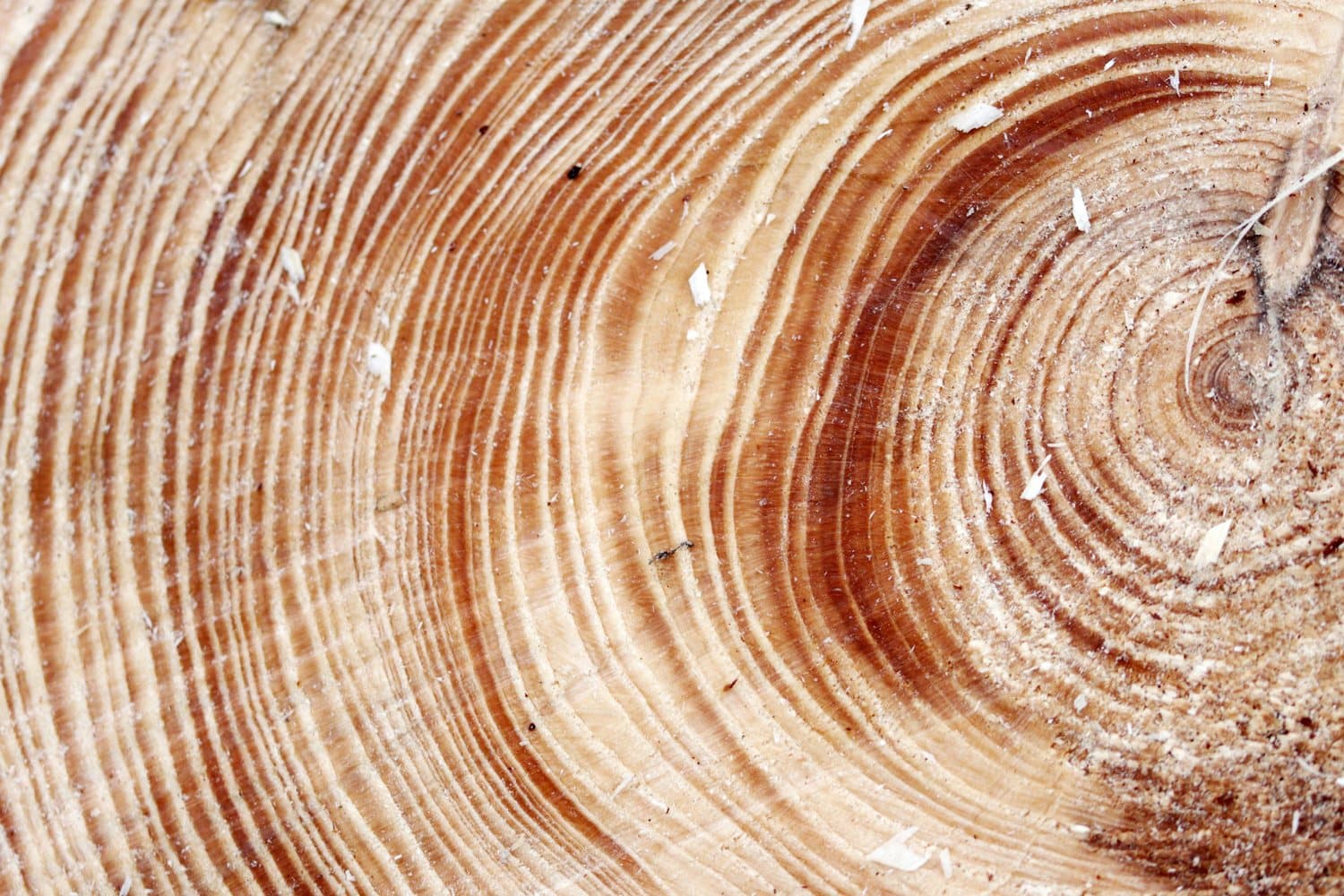 Close-up of tree growth rings fanning out from the center of a freshly cut log, in cream and deep red.