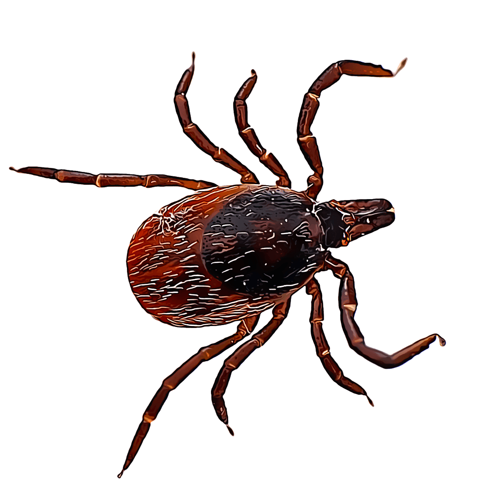 Detailed illustration of a blacklegged tick, the primary vector for Lyme disease, babesiosis, and anaplasmosis